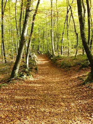 La Fageda: natura i identitat de la Garrotxa